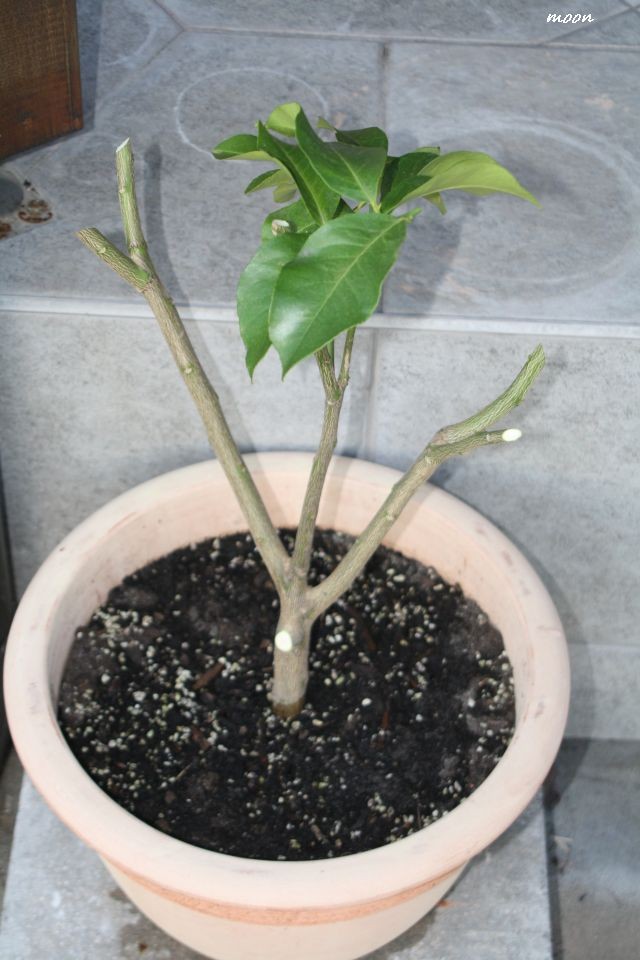 limun